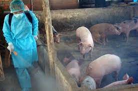 Tập trung phòng, chống dịch tả lợn châu Phi 